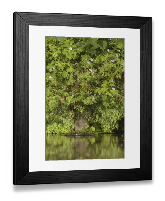Framed Print : European water vole (Arvicola amphibius)