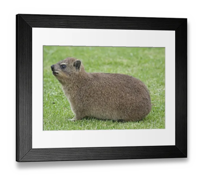Framed Print : Rock Hyrax, Dassie, S