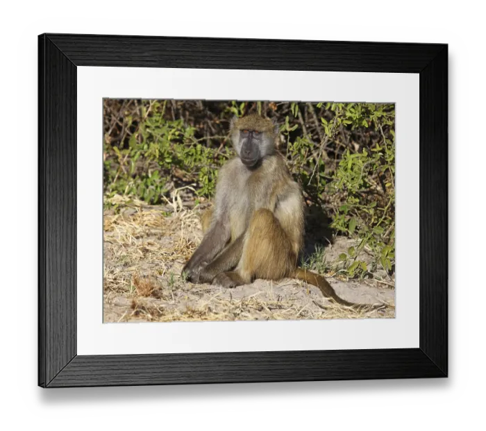 Framed Print : Yellow Baboon (papio cynocephalus)