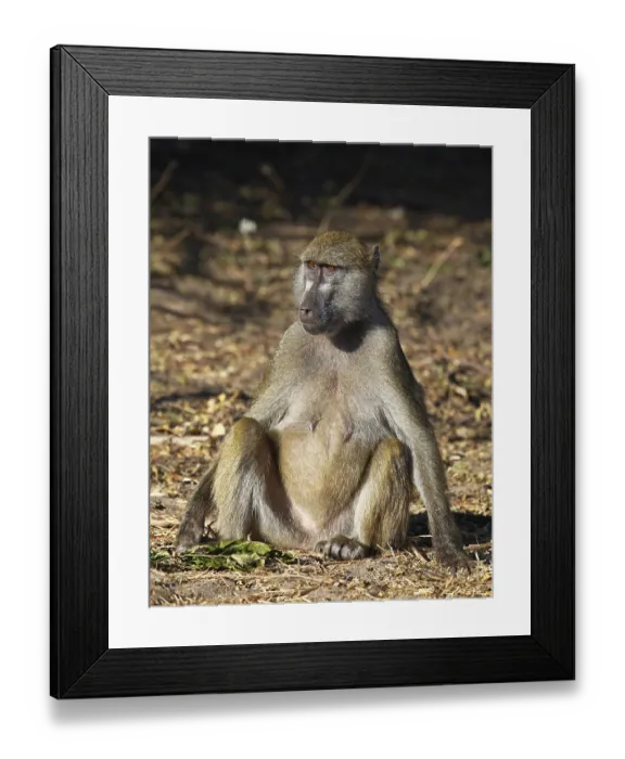 Framed Print : Yellow Baboon (papio cynocephalus) Framed Print : Yellow Baboon (papio cynocephalus)