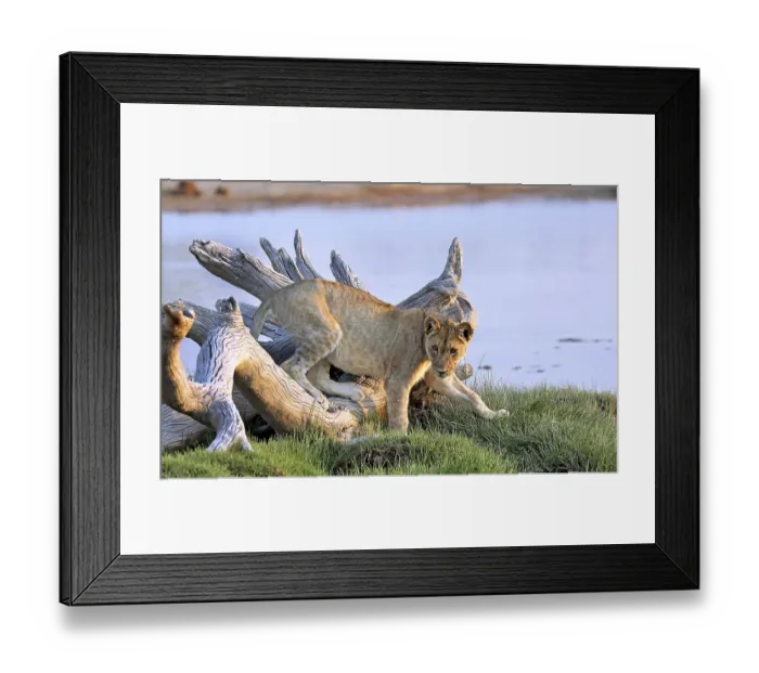 Framed Print : Lion (Panthera leo), Etosha National Park, Namibia
