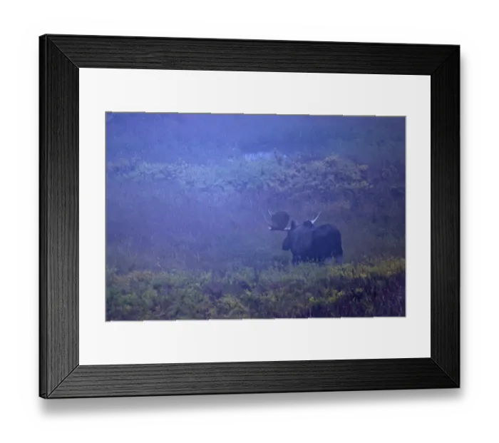 Framed Print : Elk, the largest representatives of this species can be found in Alaska and Siberia (Alaska Moose) Framed Print : Elk, the largest representatives of this species can be found in Alaska and Siberia (Alaska Moose)