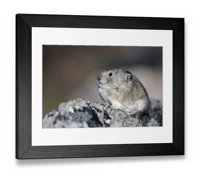 Framed Print : Collared pika (Ochotona collaris) is a solitary species