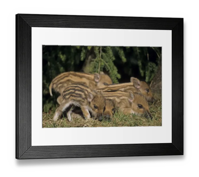 Framed Print : Frischlinge liegen eng zusammen schlafen (Schwarzwild) (Wild Boar)