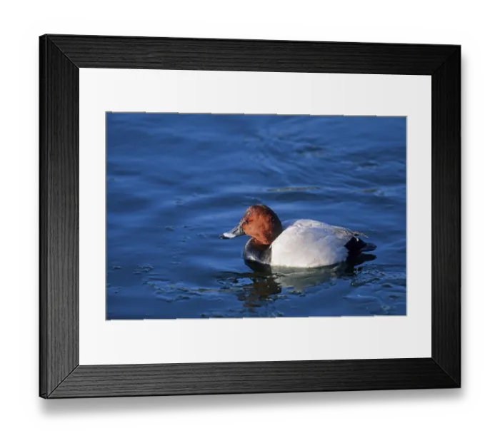 Framed Print : Common pochard (Aythya ferina)