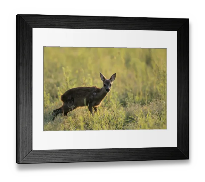 Framed Print : Roe Deer fawn stands peeing in a forest meadow (european roe deer (Capreolus capreolus) Framed Print : Roe Deer fawn stands peeing in a forest meadow (european roe deer (Capreolus capreolus)
