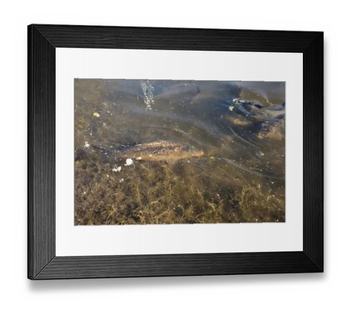 Framed Print : Big carp fish in a pond close to the shore Framed Print : Big carp fish in a pond close to the shore