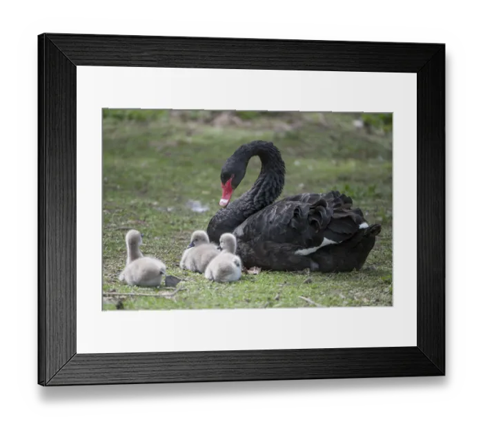 Framed Print : (Anatidae), and addult, animal
