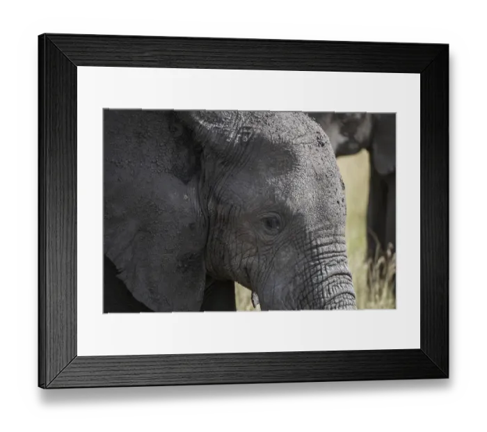 Framed Print : Africa, african, africana, animal