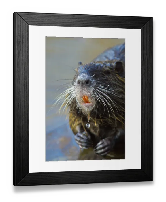 Framed Print : Nutria (Myocastor coypus) Framed Print : Nutria (Myocastor coypus)