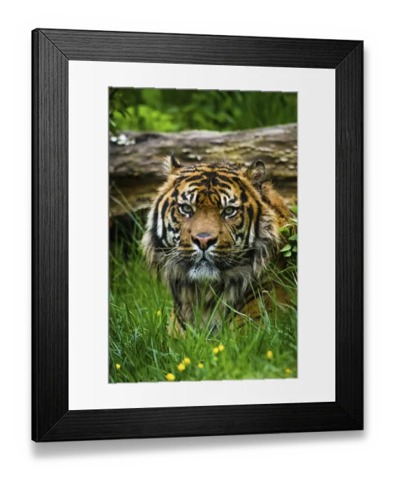 Framed Print : Sumatran tiger (Panthera tigris sumatrae) Framed Print : Sumatran tiger (Panthera tigris sumatrae)
