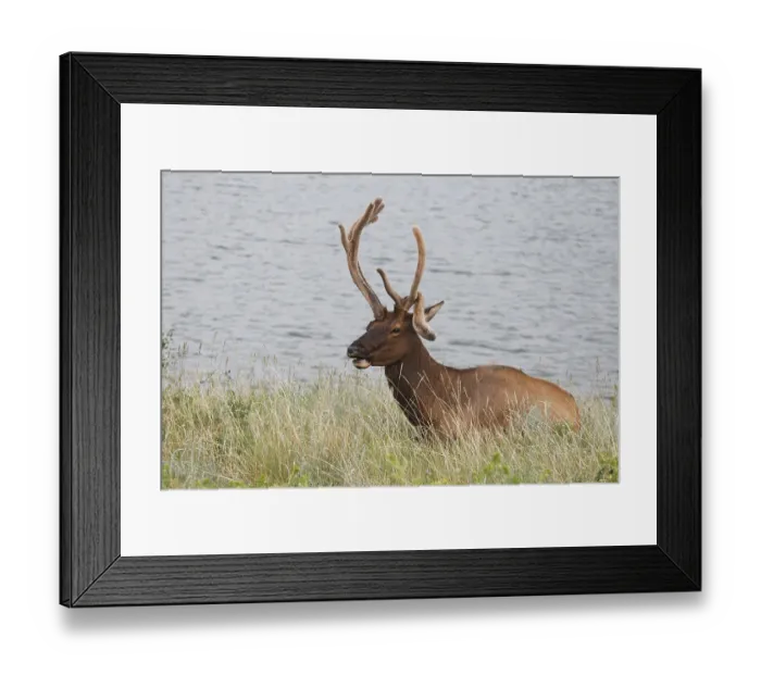 Framed Print : Wapiti deer in velvet with bent antlers