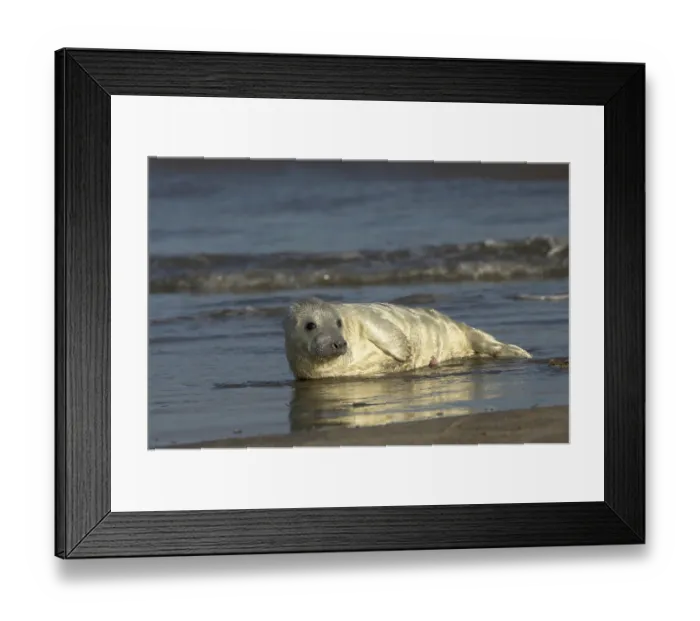 Framed Print : Grey Seal (Halichoerus grypus) Framed Print : Grey Seal (Halichoerus grypus)
