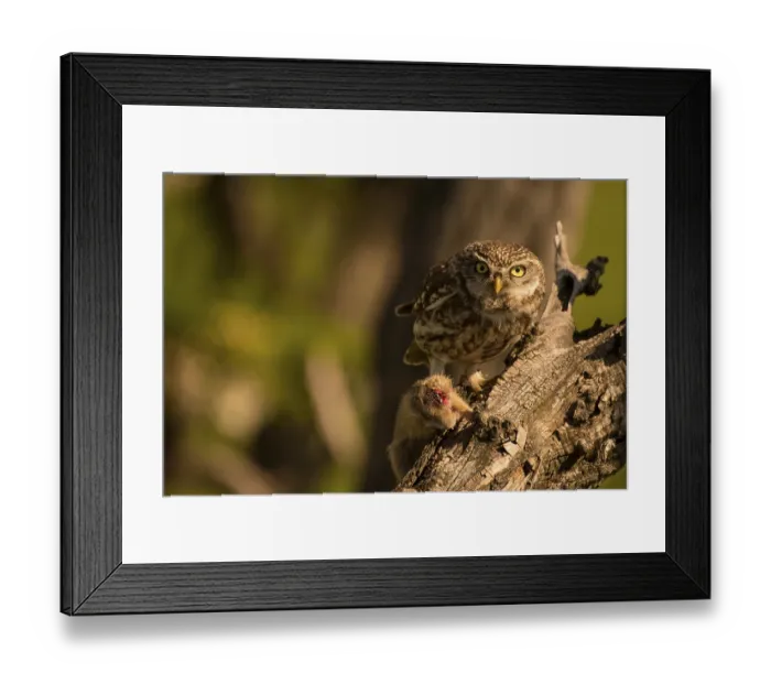 Framed Print : Little owl (Athene noctua) with gopher Framed Print : Little owl (Athene noctua) with gopher
