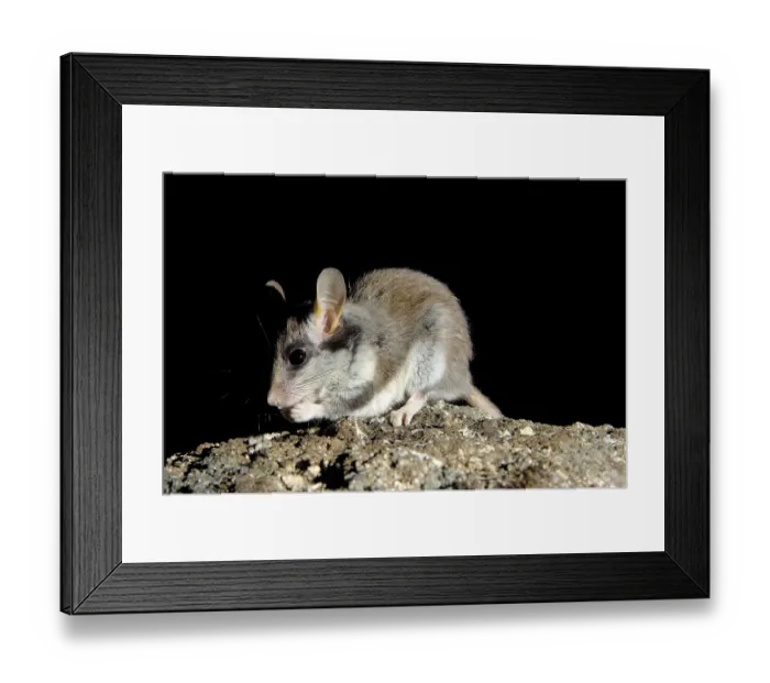Framed Print : Garden Dormouse (Eliomys quercinus)