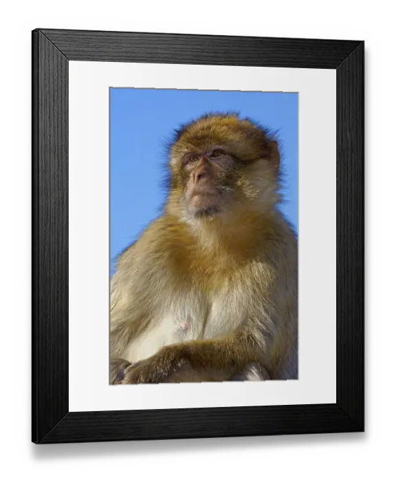 Framed Print : Barbary macaque (Macaca sylvanus)