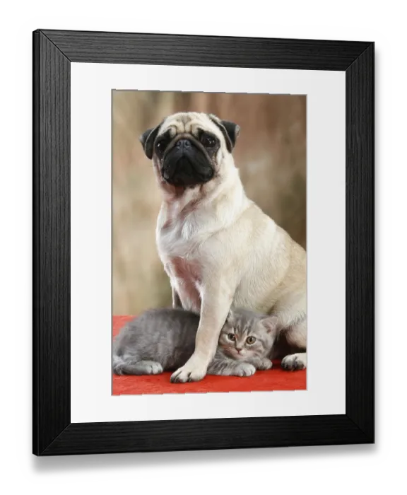 Framed Print : Pug with domestic cat, kitten