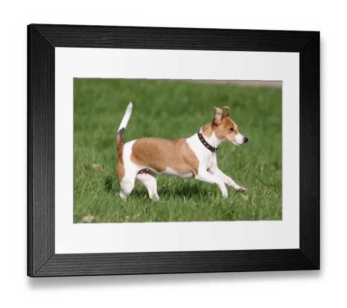 Framed Print : Jack Russell Terrier, bitch
