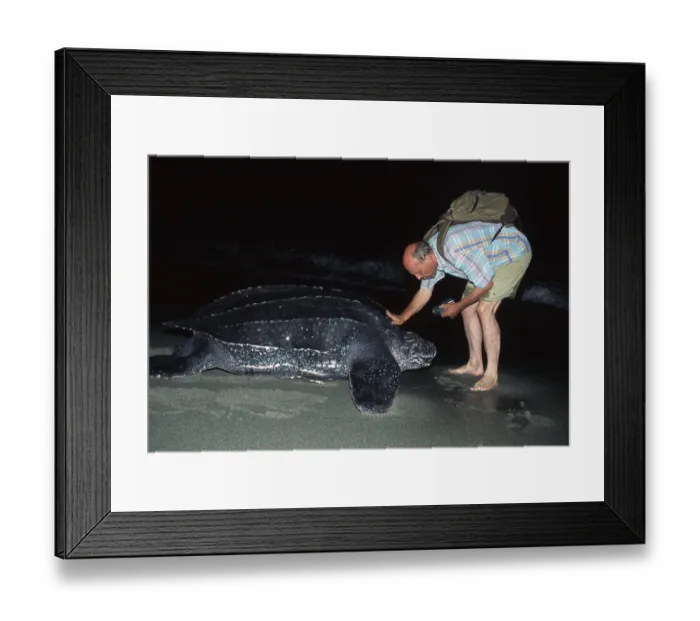 Framed Print : Man (Dermochelys coriacea) and Leatherback Turtle