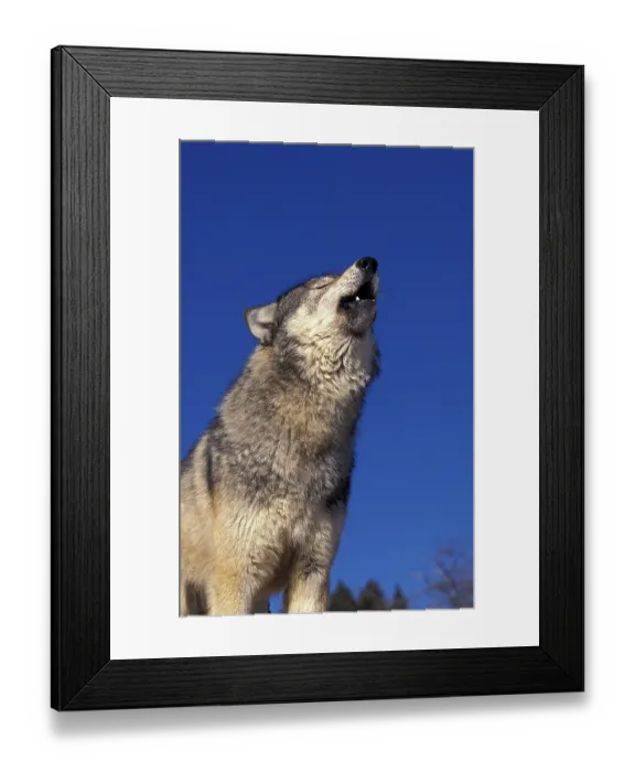 Framed Print : North American Grey Wolf (canis lupus occidentalis)