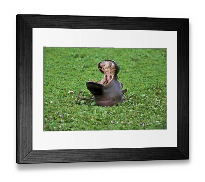 Framed Print : Hippopotamus (hippopotamus amphibius) Framed Print : Hippopotamus (hippopotamus amphibius)