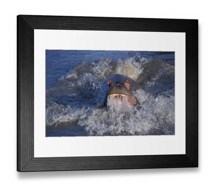 Framed Print : Hippopotamus (hippopotamus amphibius) Framed Print : Hippopotamus (hippopotamus amphibius)