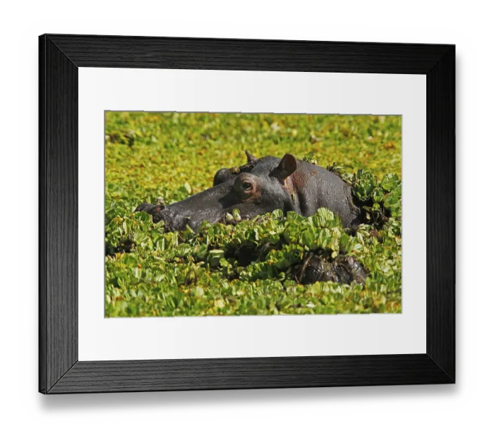 Framed Print : Hippo (Hippopotamus amphibius) Framed Print : Hippo (Hippopotamus amphibius)