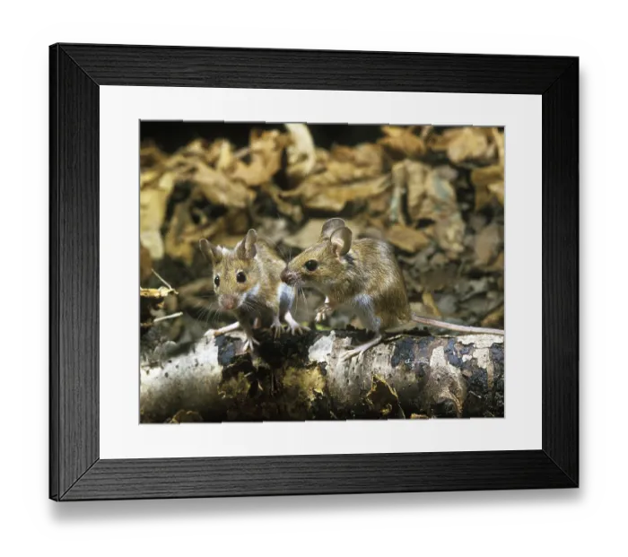 Framed Print : Yellow Necked Mouse (apodemus flavicollis)
