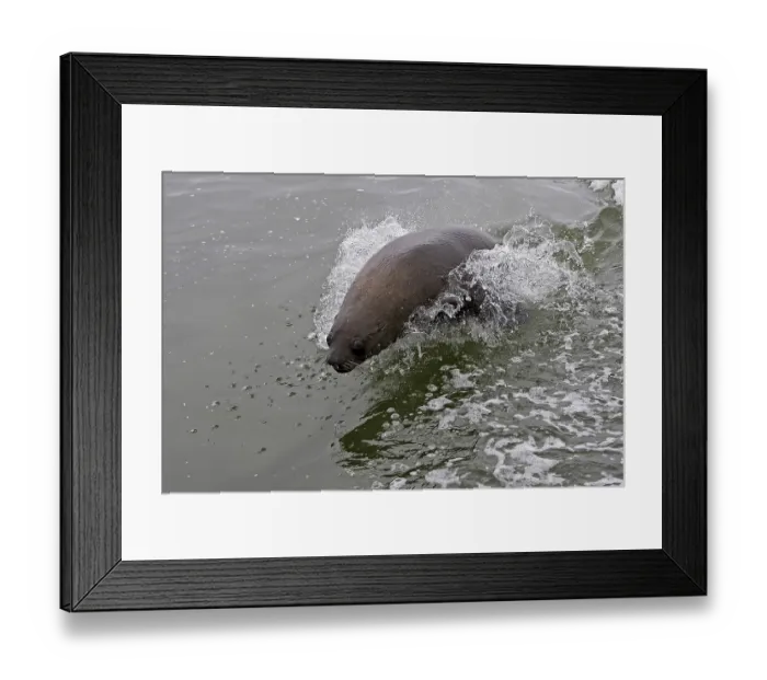 Framed Print : South African Fur Seal (arctocephalus pusillus) Framed Print : South African Fur Seal (arctocephalus pusillus)