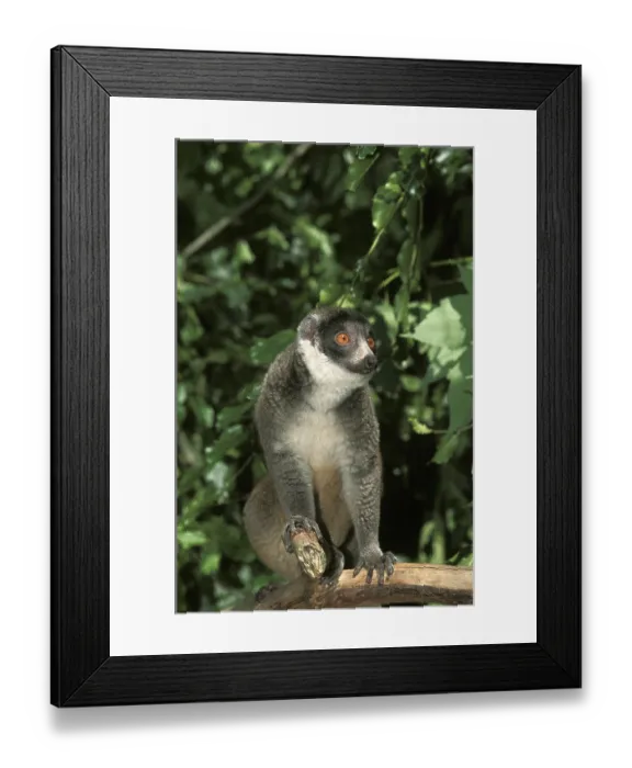 Framed Print : Mongoose Lemur (lemur mongoz), Adult on Branch