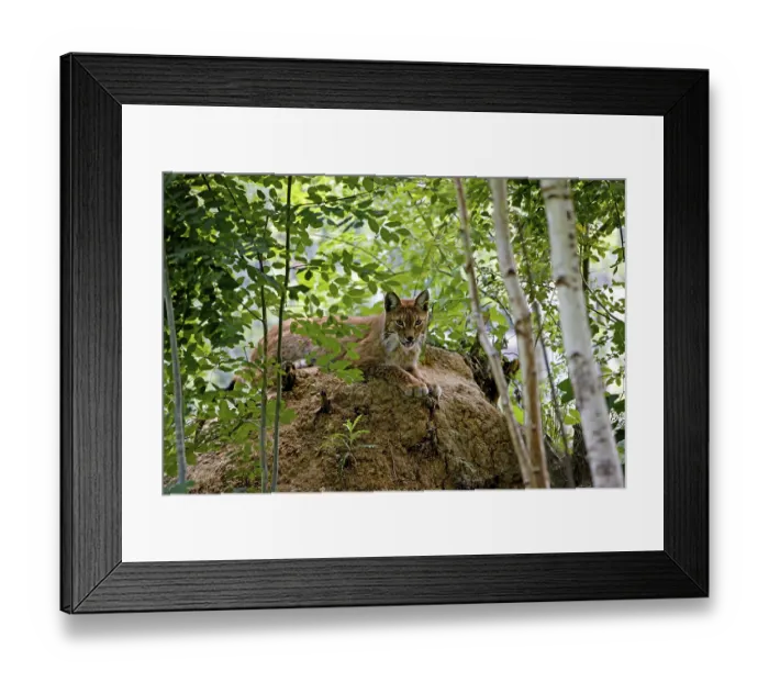 Framed Print : SIBERIAN eurasian lynx (lynx lynx wrangeli)