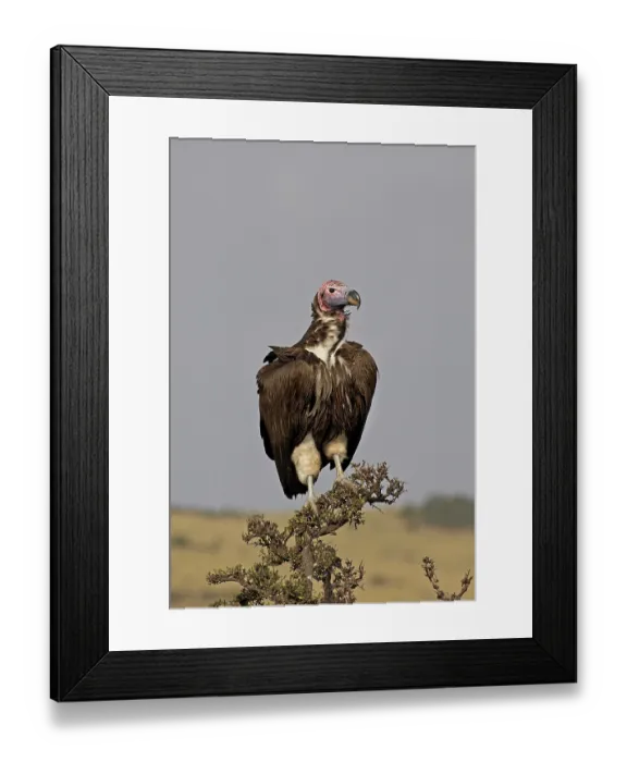Framed Print : Nubian vulture (torgos tracheliotus) Framed Print : Nubian vulture (torgos tracheliotus)