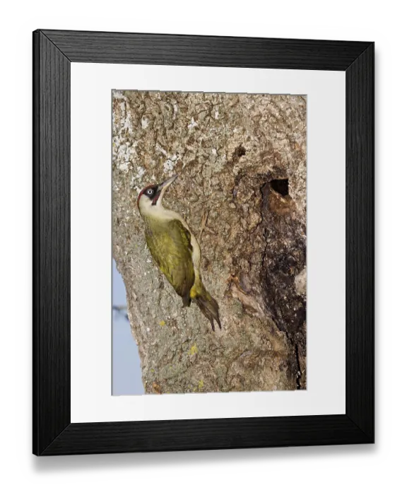 Framed Print : Green Woodpecker (picus viridis) on Tree Trunk