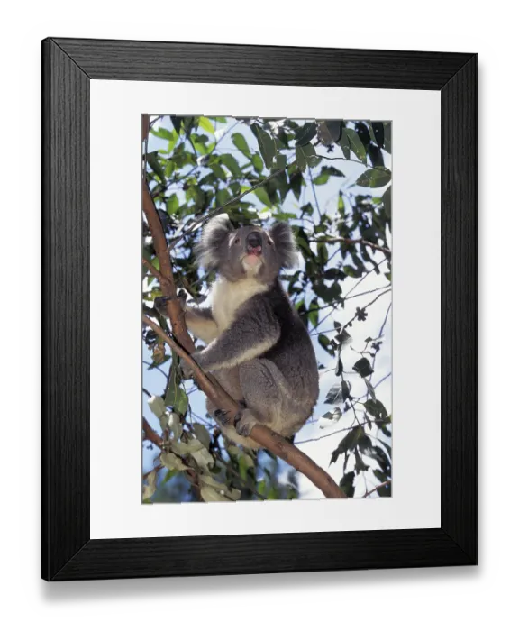Framed Print : KOALA (phascolarctos cinereus)