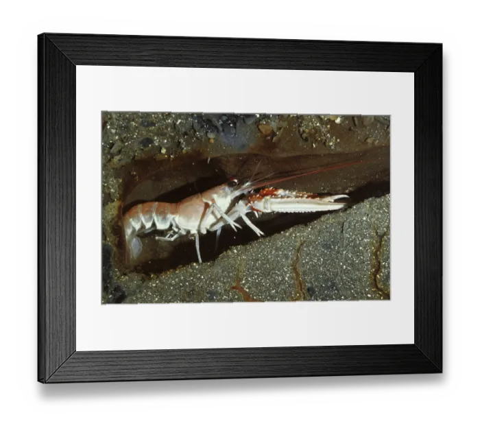 Framed Print : Norway Lobster (nephrops norvegicus)