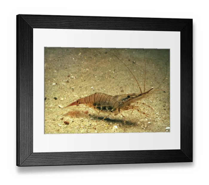 Framed Print : Common Palaemon sp. (palaemon) serratus