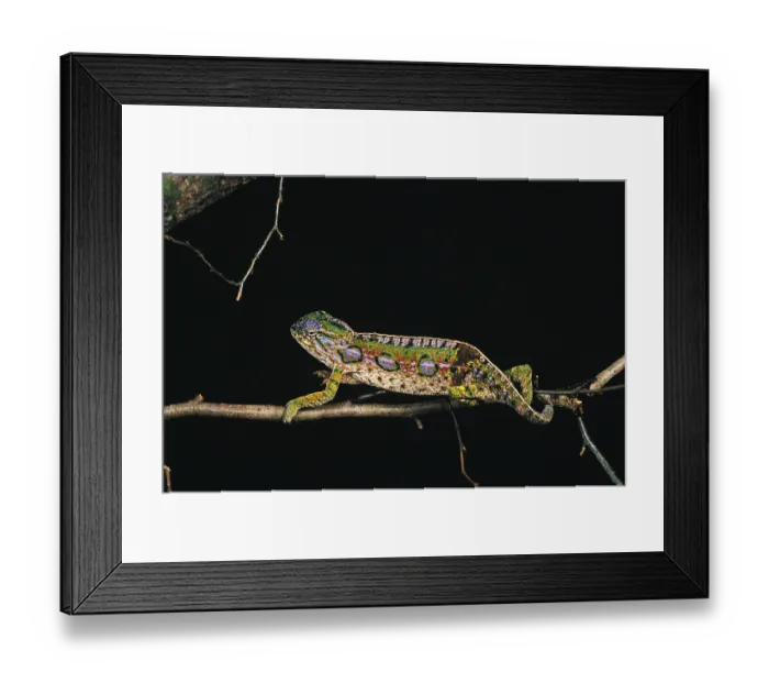 Framed Print : Madagascar jeweled chameleon (furcifer campani) Framed Print : Madagascar jeweled chameleon (furcifer campani)