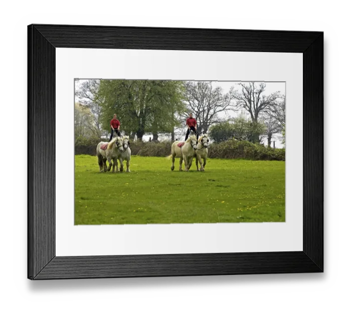 Framed Print : Percheron draft horses, training, Normandy Framed Print : Percheron draft horses, training, Normandy