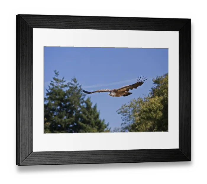 Framed Print : Griffon Vulture (gyps fulvus), in flight