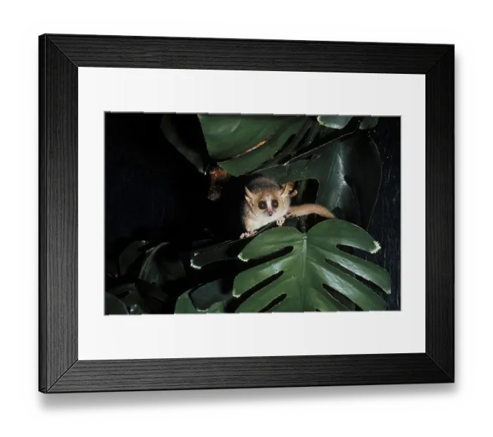 Framed Print : Gray Mouse Lemur (microcebus murinus)