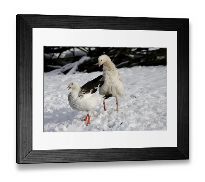 Framed Print : Andean Goose (chloephaga melanoptera)