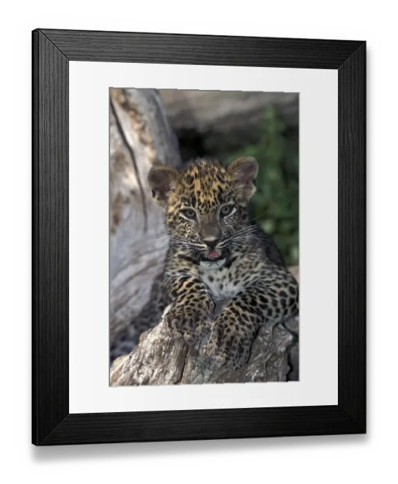 Framed Print : Leopard (panthera pardus), Cub standing on Stump Framed Print : Leopard (panthera pardus), Cub standing on Stump