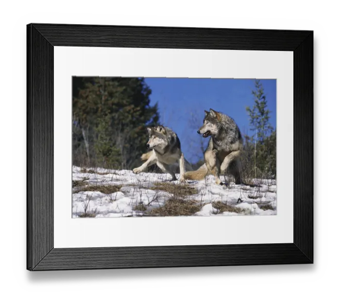 Framed Print : North American Grey Wolf (canis lupus occidentalis) Framed Print : North American Grey Wolf (canis lupus occidentalis)