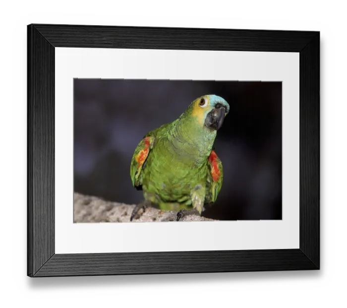 Framed Print : Blue-Fronted Amazon Parrot or Turquoise-Fronted Amazon (amazona aestiva) Parrot Framed Print : Blue-Fronted Amazon Parrot or Turquoise-Fronted Amazon (amazona aestiva) Parrot
