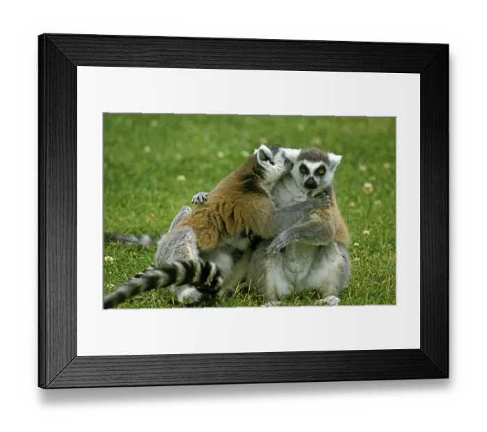 Framed Print : RING TAILED LEMUR (lemur catta) Framed Print : RING TAILED LEMUR (lemur catta)