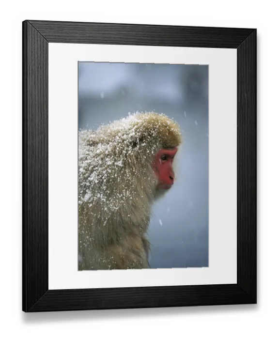 Framed Print : JAPANESE MACAQUE (macaca fuscata)