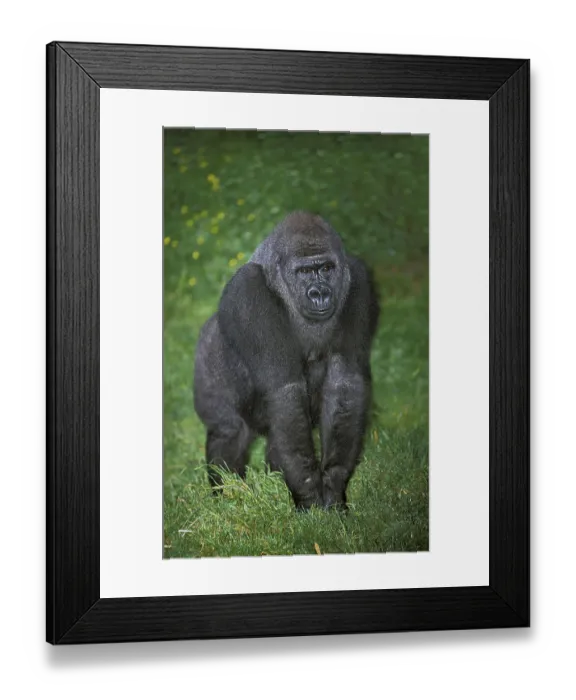 Framed Print : Eastern Lowland Gorille (gorilla gorilla) grauer Framed Print : Eastern Lowland Gorille (gorilla gorilla) grauer