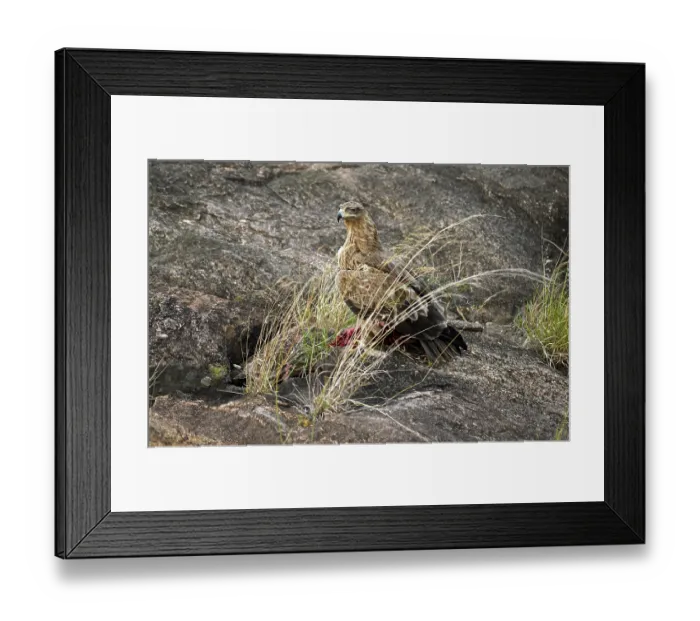 Framed Print : Tawny Eagle (aquila rapax), Adult with Kill Framed Print : Tawny Eagle (aquila rapax), Adult with Kill