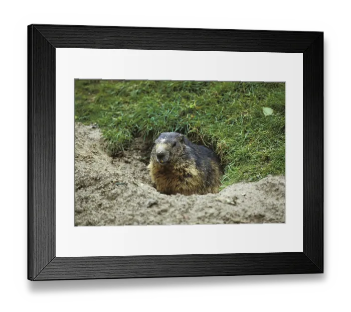 Framed Print : Alpine Marmot (marmota marmota) Framed Print : Alpine Marmot (marmota marmota)