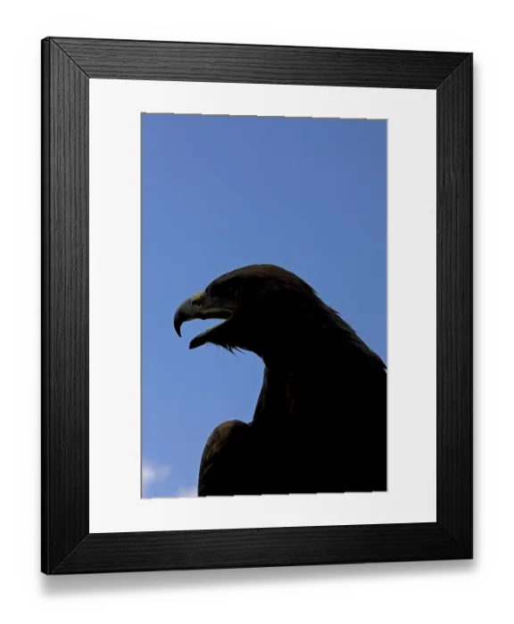 Framed Print : Golden Eagle (aquila chrysaetos), Silhouette